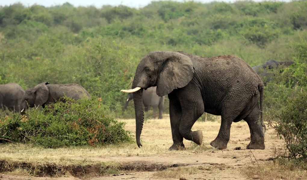 Main activities to do in Queen Elizabeth National Park