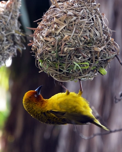 1 Day Birding Trip in Nyungwe Forest National Park