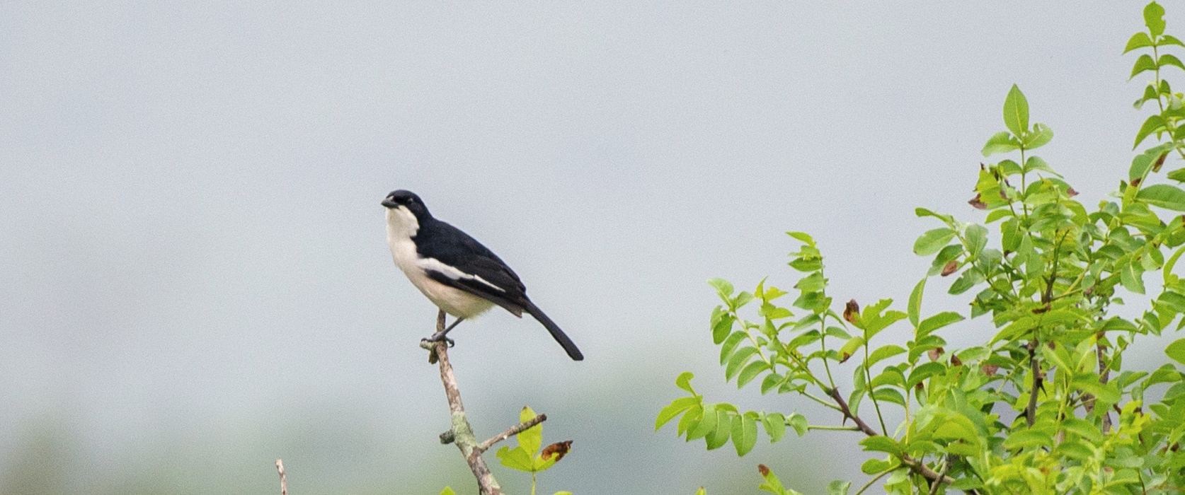 1 Day Birding Trip in Rwanda Nyungwe Forest National Park