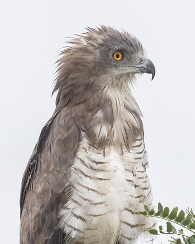 11-Day Rwanda Birding Safari