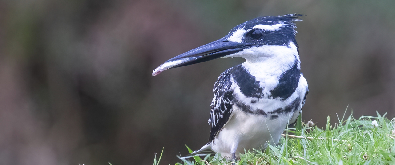 11-Day Rwanda Birding Safari