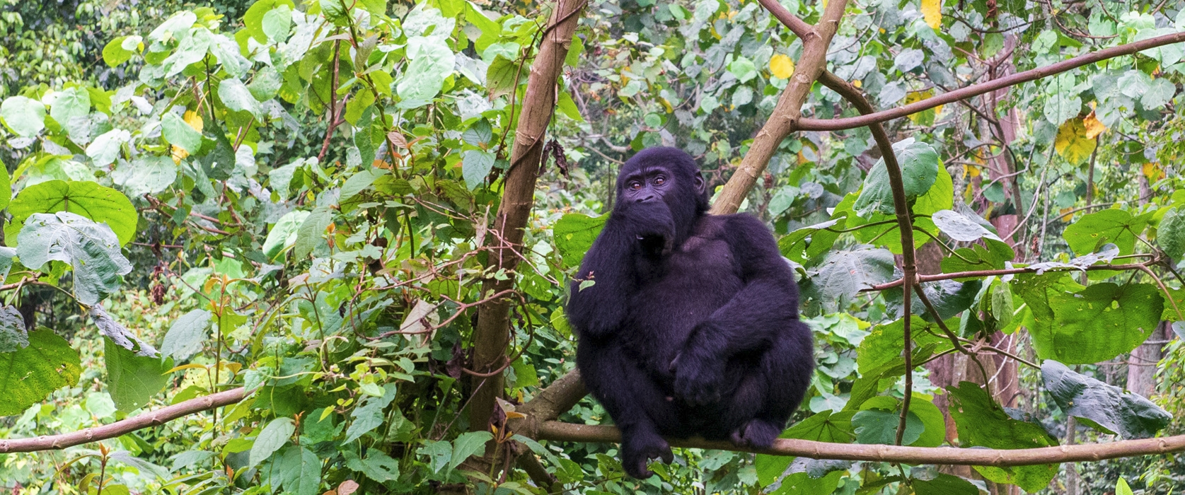 12-Day Rwanda Gorilla Trekking and Birding Safari