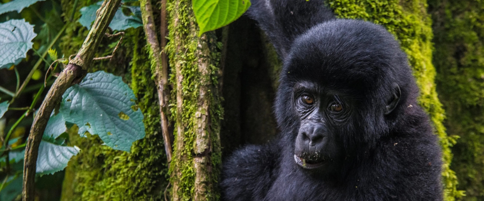 2-Day Gorilla Trekking and Hiking Mount Bisoke