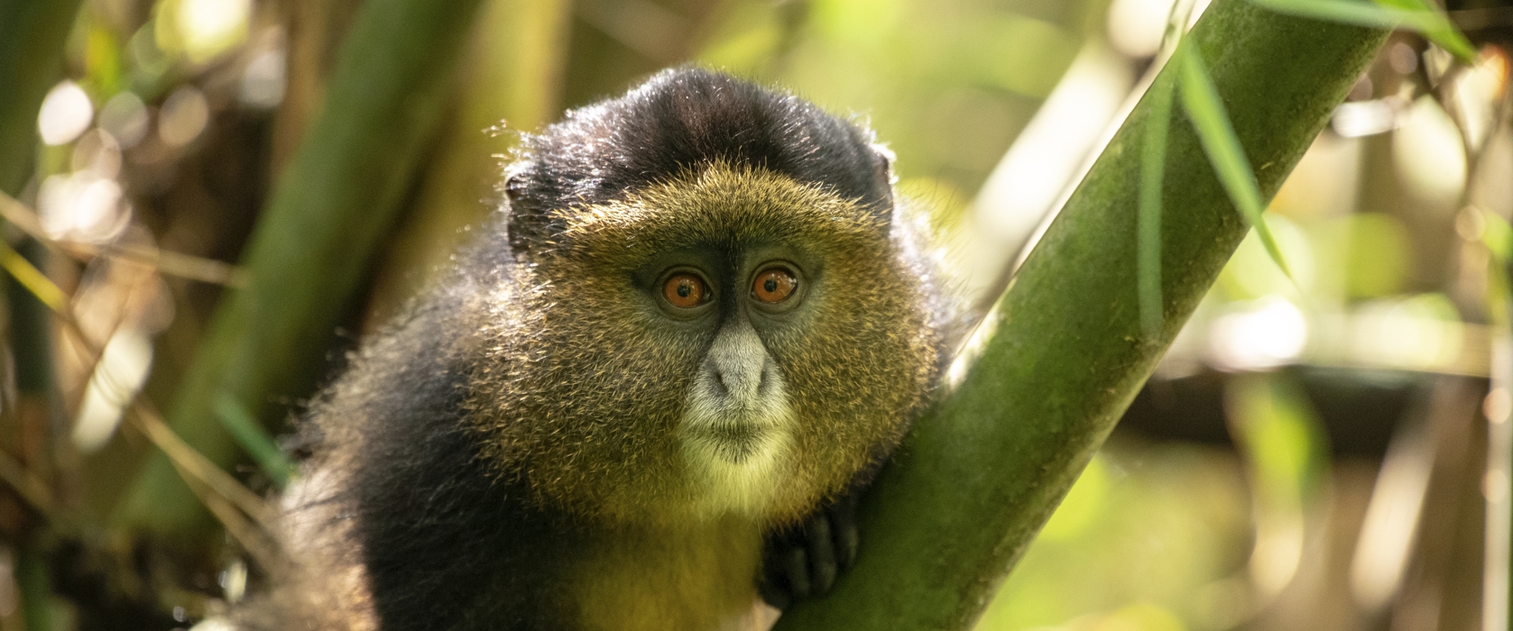 2 Days Golden Monkey Trekking Adventure in Rwanda