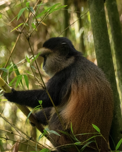 2 Days Golden Monkey Trekking Adventure in Rwanda