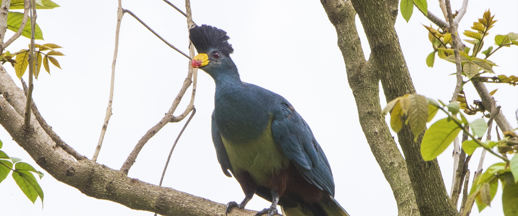 3-Day Birding Trip in Rwanda explores