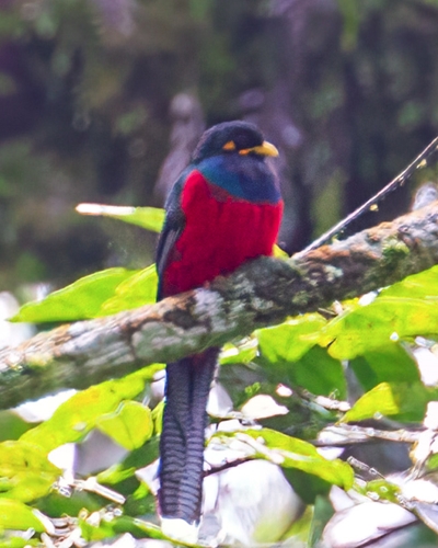 3-Day Birding Trip in Rwanda exploress
