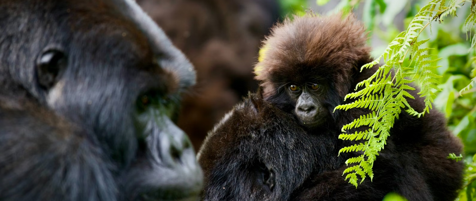 3 Day gorilla Trekking and Dian Fossey Hiking Safari