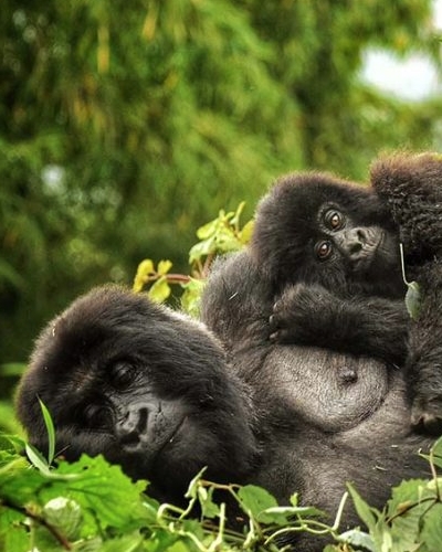 4-Day Double Gorilla Trekking and Culture in Rwanda and Uganda