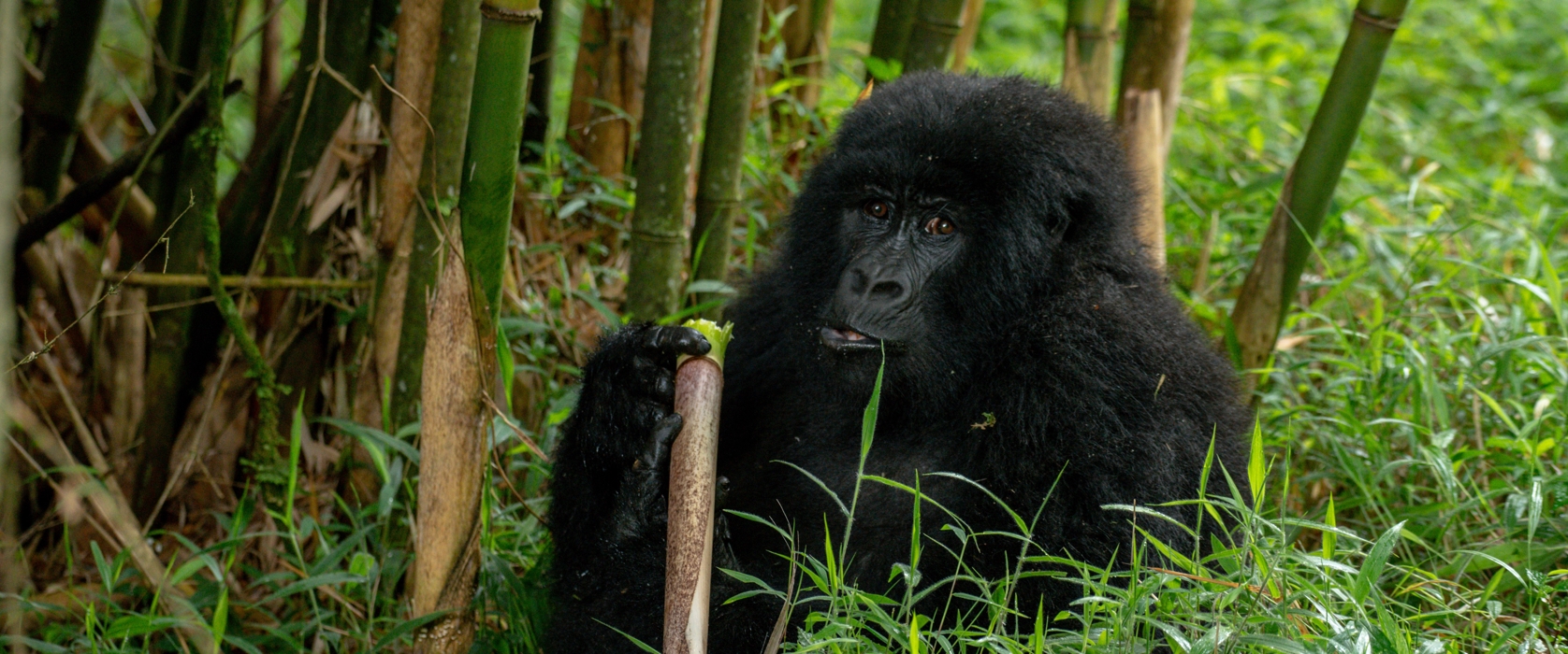 4-Day Gorilla Trekking in Bwindi and Karisimbi Hike