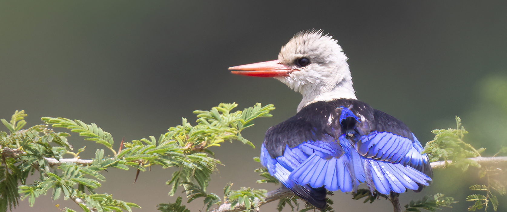 4 Days Akagera birding tour Rwanda