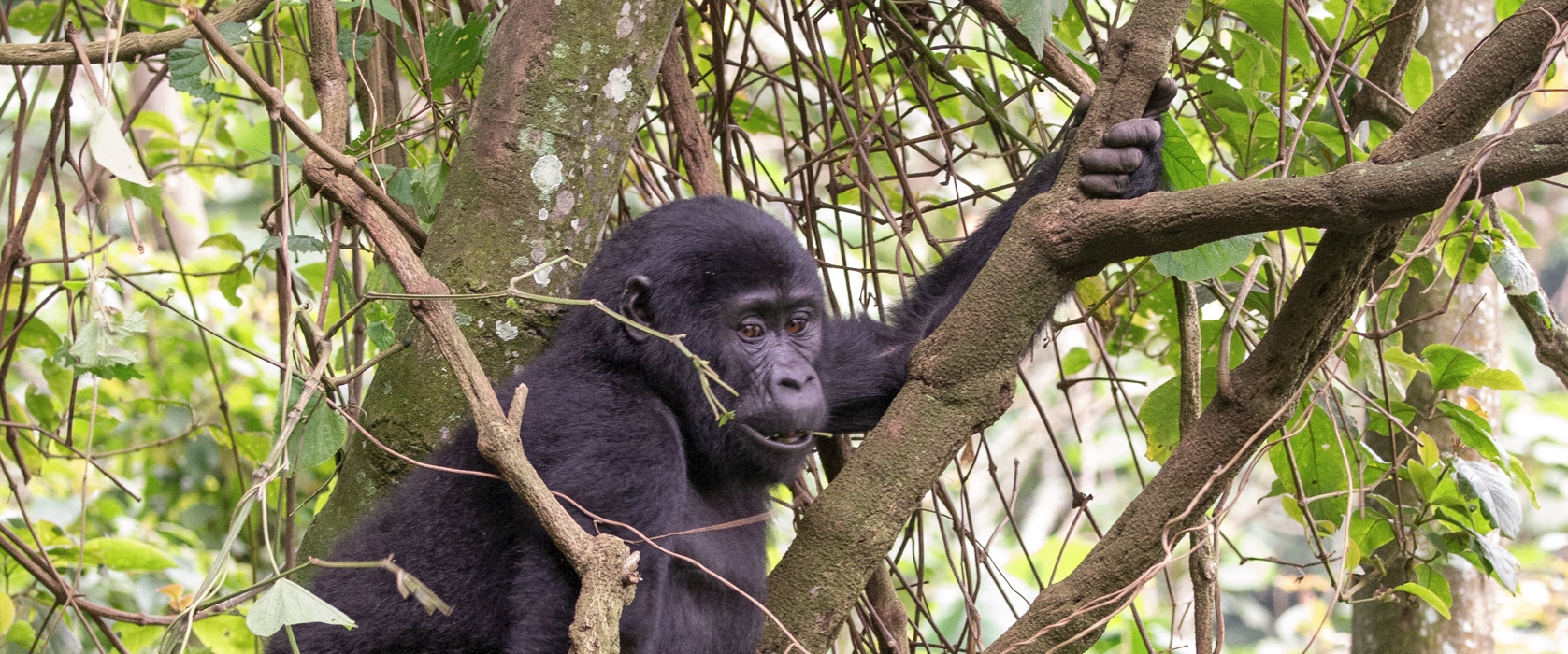 4-Day Double Gorilla Trekking and Culture in Rwanda and Uganda