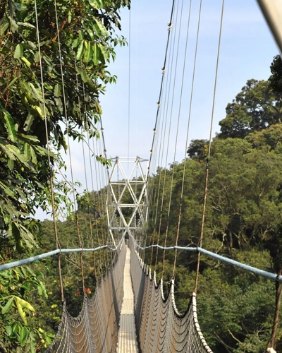 5 Day Rwanda Gorilla and Nyungwe Hiking Safari