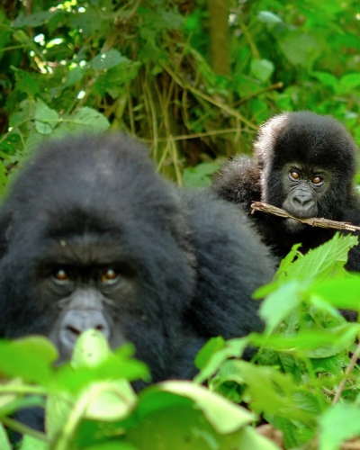 6 Days Rwanda Gorilla Trekking and Cultural Safari