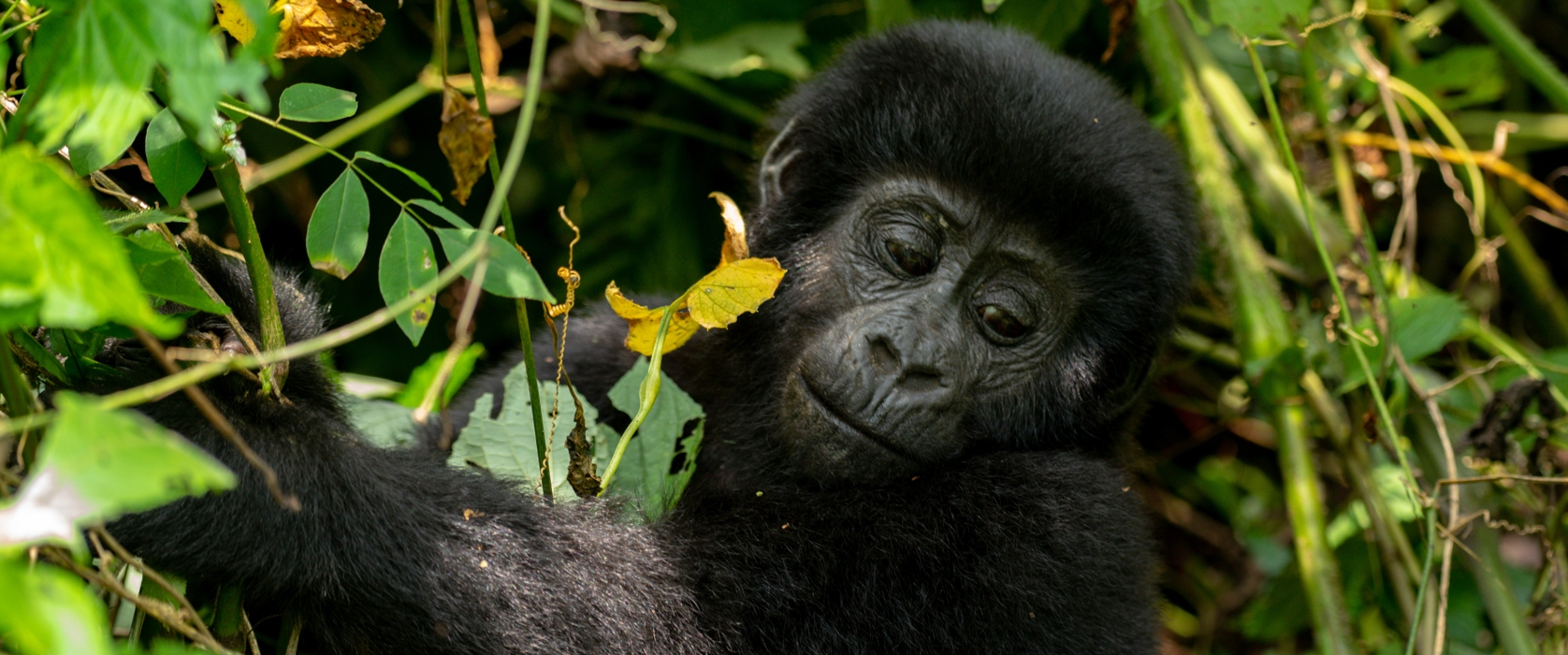 A Journey of Elegance Through Rwanda’s Forests and Hills