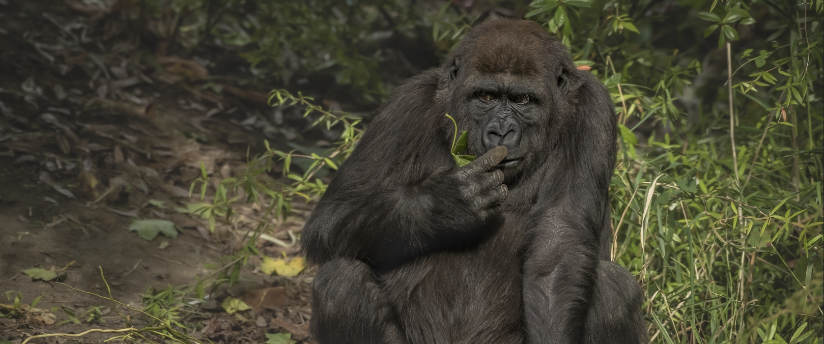 Our 4 Days Nyungwe and Lake Kivu adventure offers a short trip in Rwanda