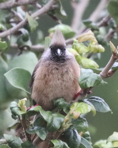 The 5-day birding in Rwanda safari package is a perfect birdwatching safari