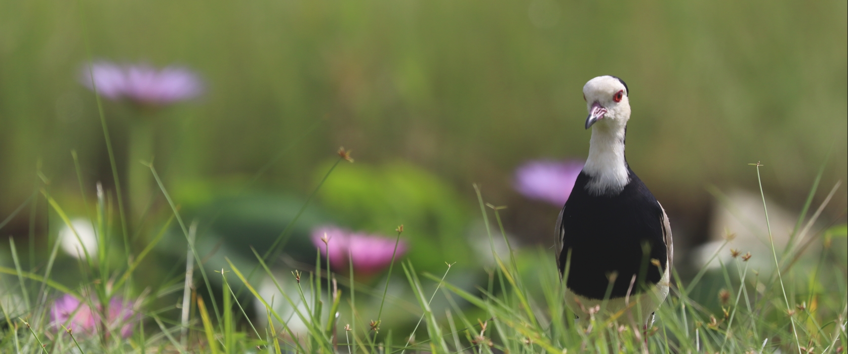 The 5-day birding in Rwanda safari package is a perfect birdwatching safari