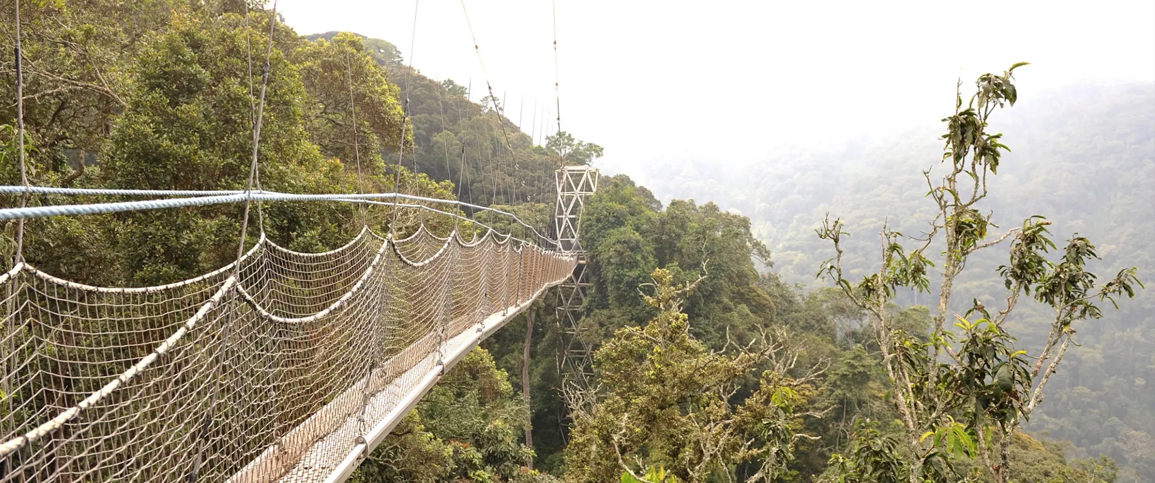 This 3-day hiking safari in Nyungwe Forest National Park