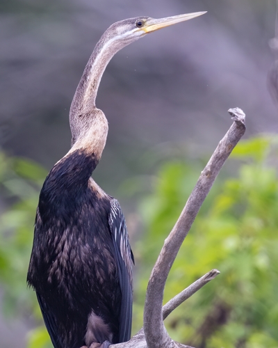 12-Day Rwanda Gorilla Trekking and Birding Safari