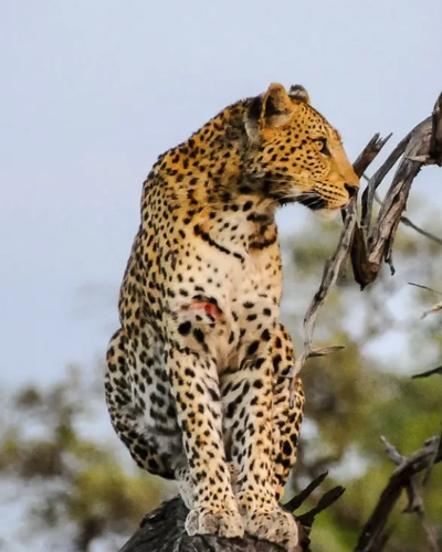 1 Day Akagera National Park Safari