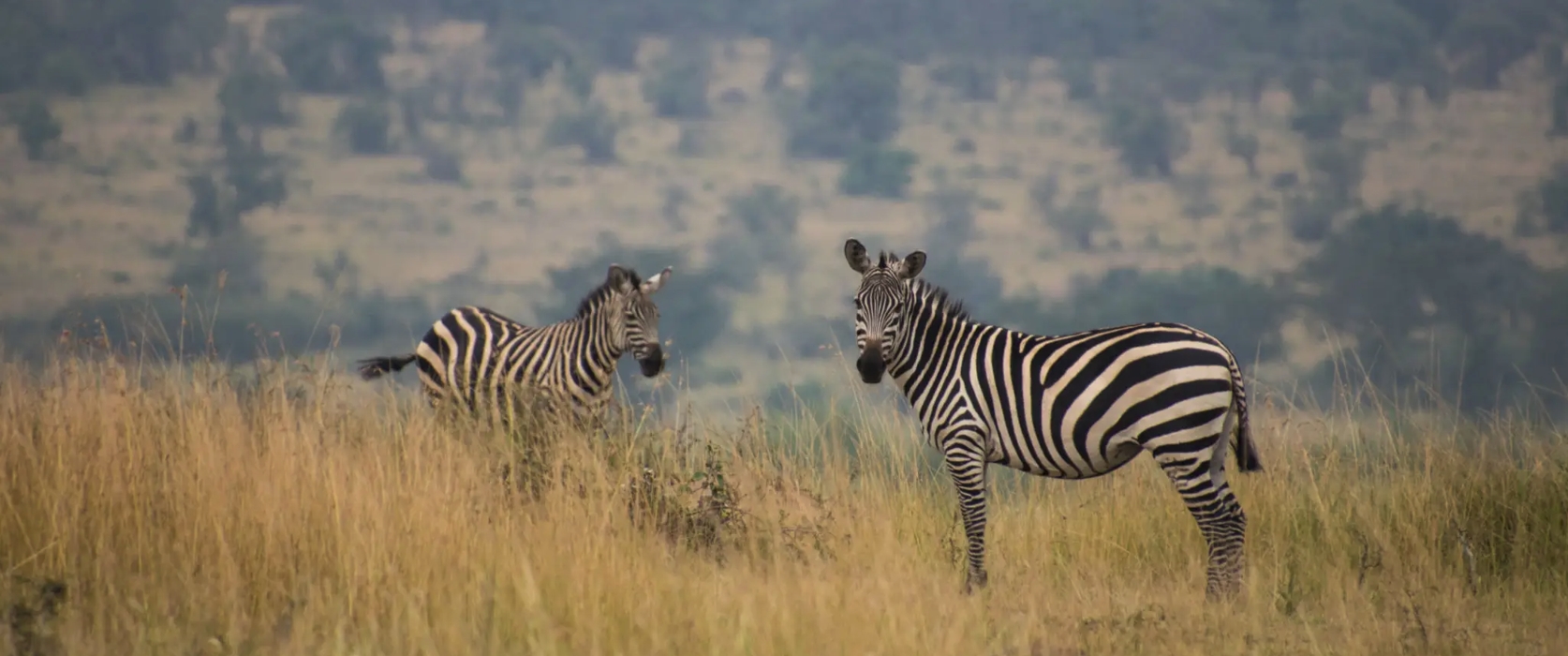 1 Day Akagera National Park Safari