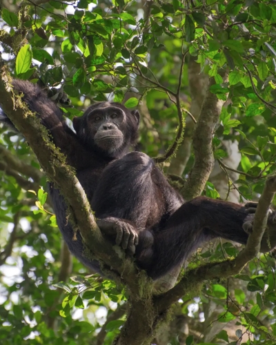 10-day gorilla and wildlife adventure safari