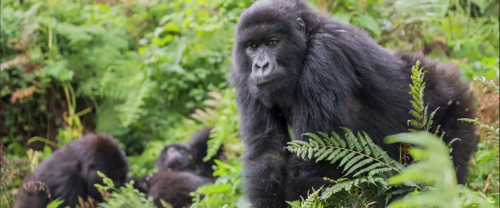 10-day gorilla and wildlife adventure safari