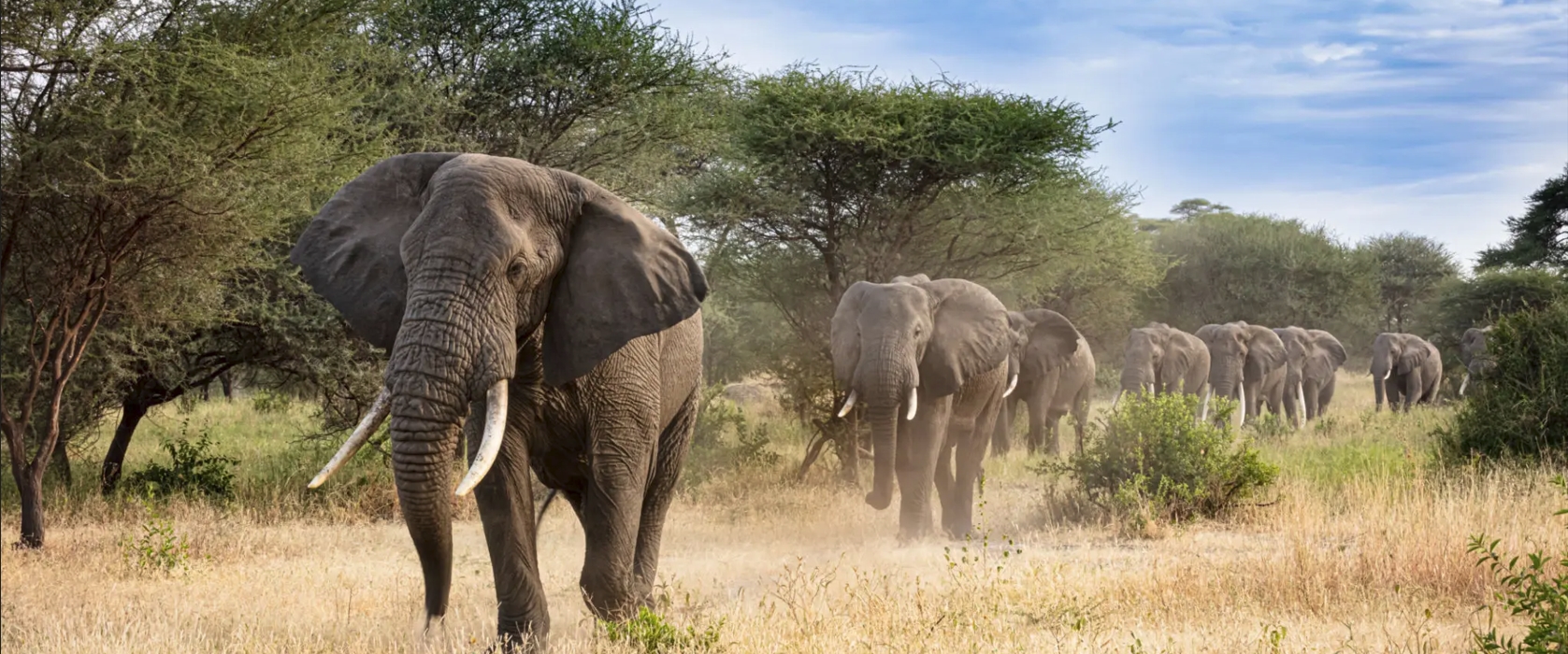 11-Day Best of Uganda Wildlife and Gorilla Safari