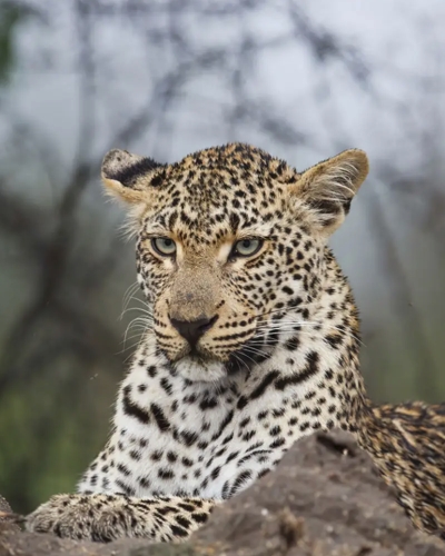 11-Day Best of Uganda Wildlife and Gorilla Safari