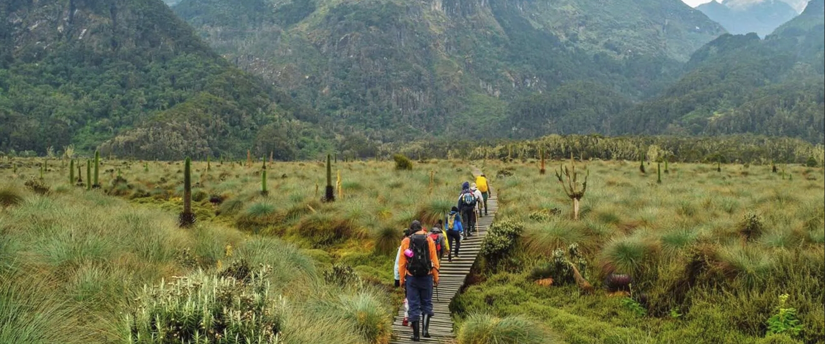 11-Day Rwenzori Hiking and Gorilla Trekking Adventure