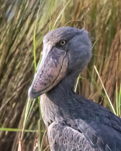12-Day Birding Ugandas Albertine Rift Endemics Safari