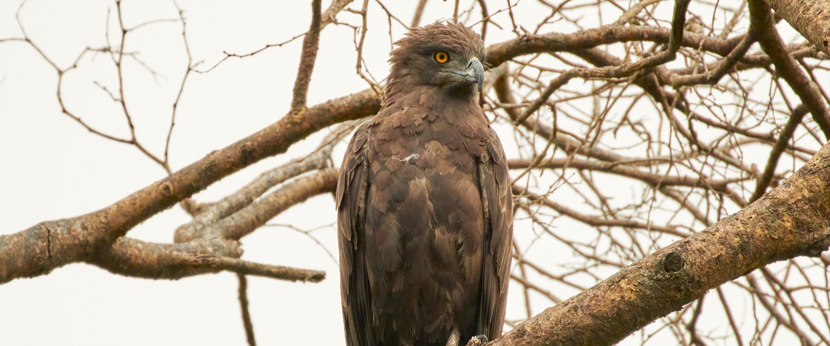 12-Day Birding Ugandas Albertine Rift Endemics Safari