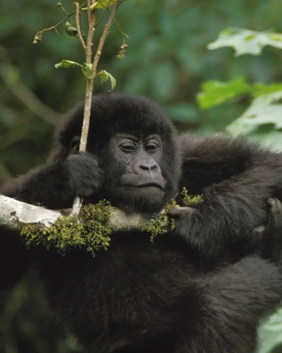 14-Day Uganda Wildlife and Gorilla Trekking Safari