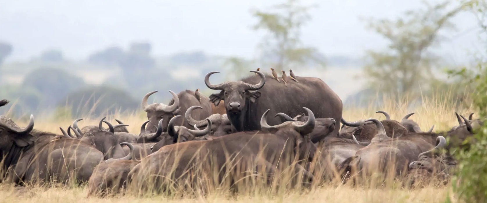 14-Day Uganda Wildlife and Gorilla Trekking Safari