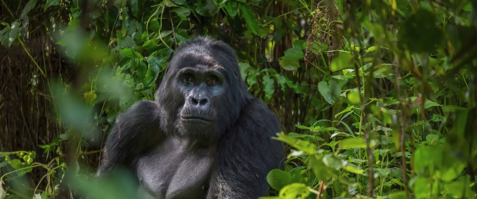 15-Day Uganda Wildlife and Primate Safari