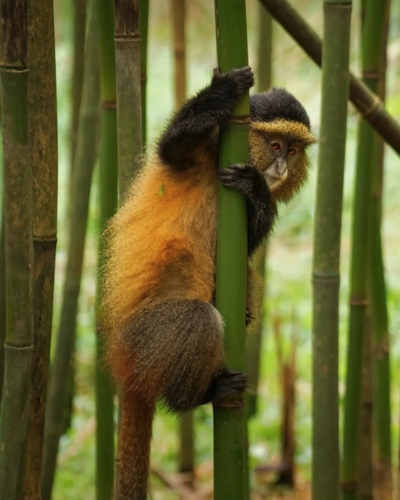 15-Day Uganda Wildlife and Primate Safari