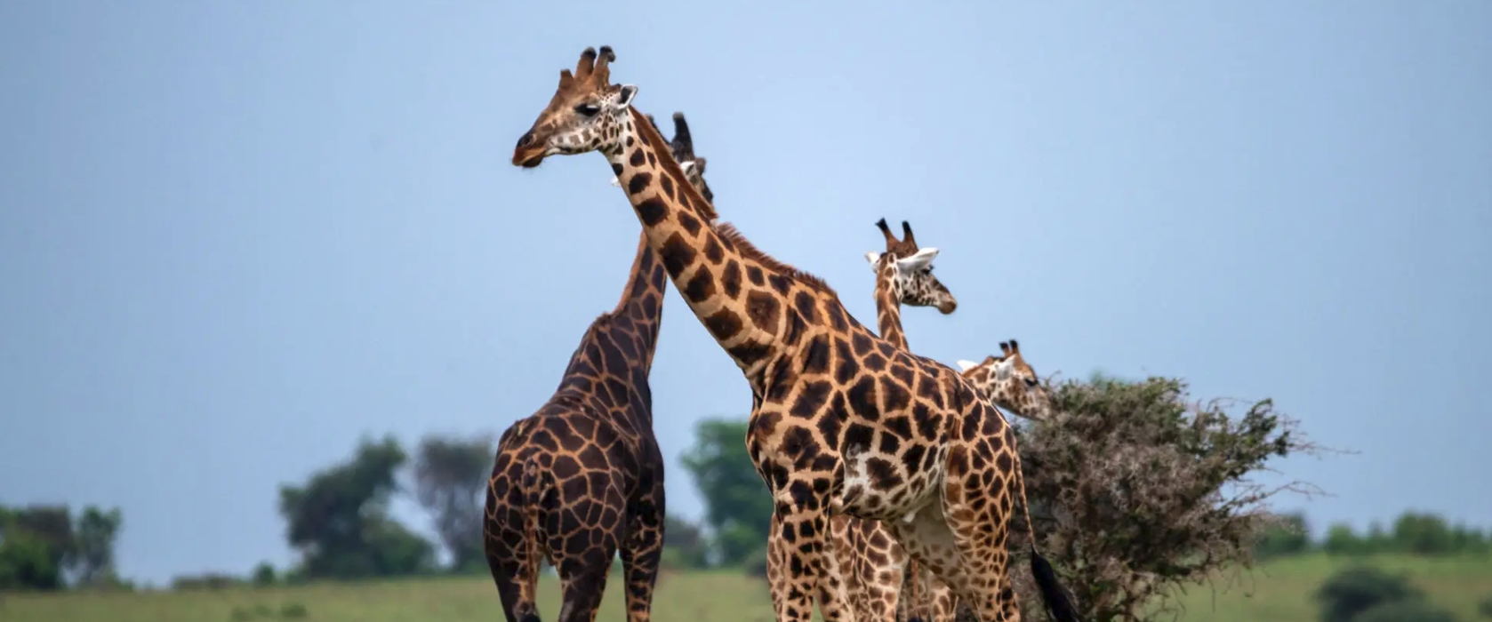 2-Day Akagera Wildlife Adventure visits Rwanda's