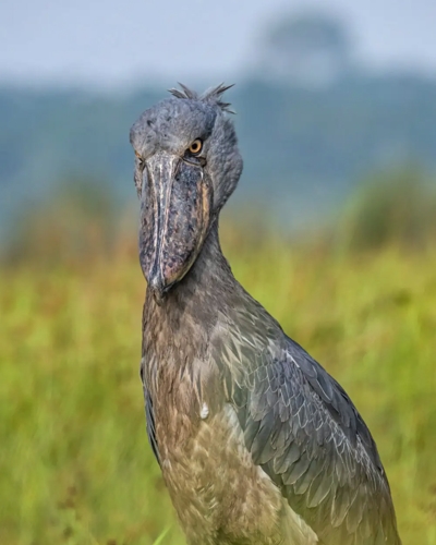 Discover Uganda’s Bird Paradise — Mabamba