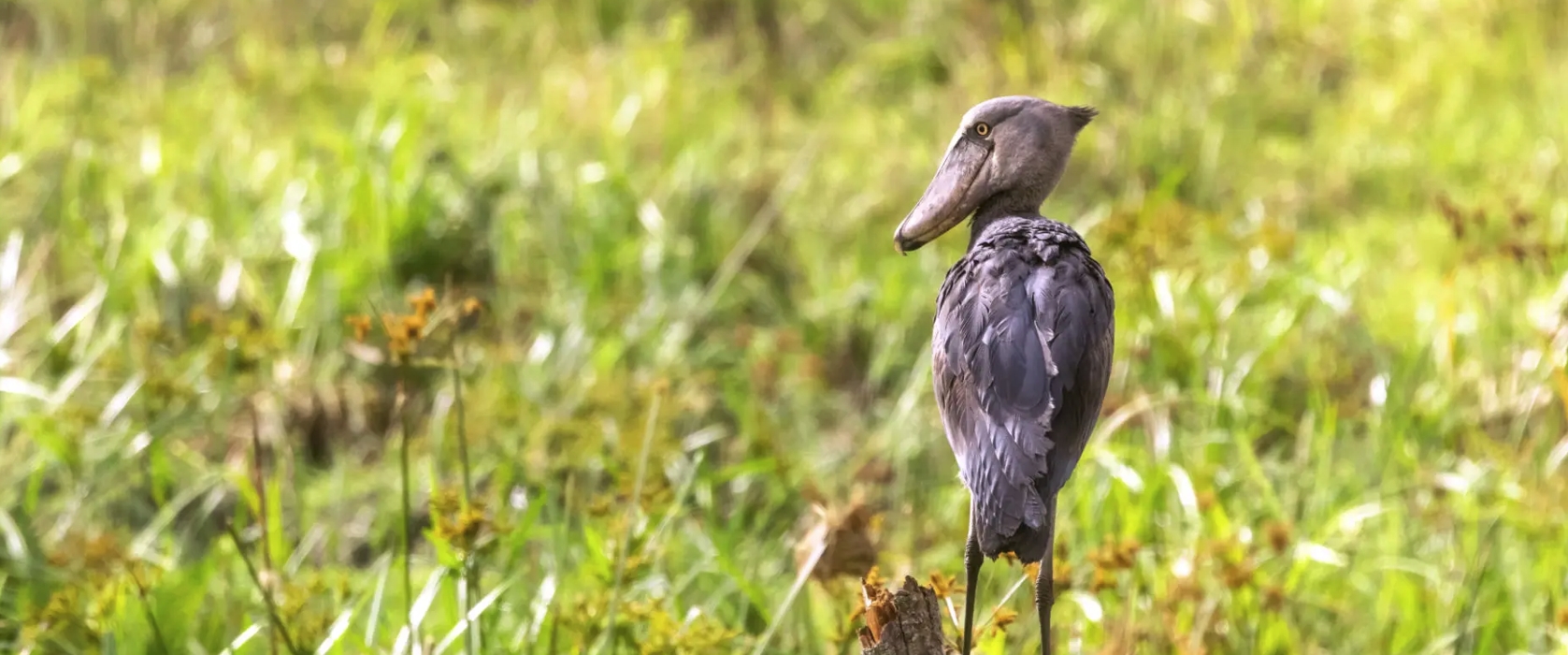 2-Day Birdwatching Trip in Mabamba Wetland