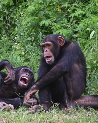 2-Day Chimpanzee Trekking in Nyungwe and Canopy Walk Adventure