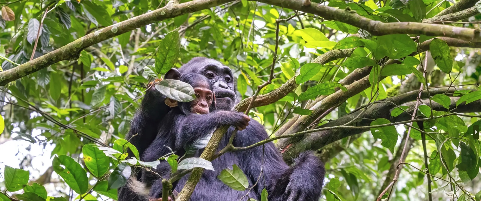 2-Days Chimpanzee Trekking in Nyungwe and Canopy Walk Adventure takes you to Rwanda’s largest forest for activities like hiking the Igishigishigi trail, enjoying a canopy walk, and tracking chimpanzees.
