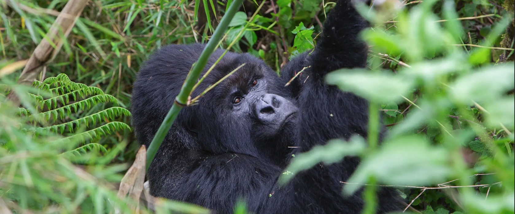 2-Day Rwanda Gorilla Trekking Tour
