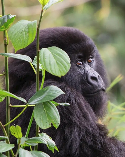 2-Day Rwanda Gorilla Trekking Tour