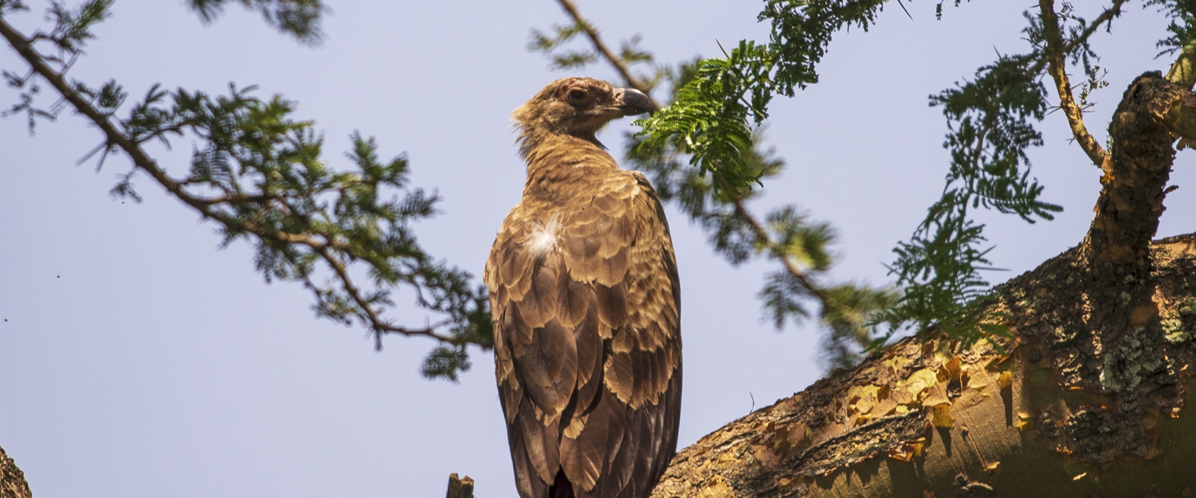 3-Day Birding Trip in Lake Mburo National Park