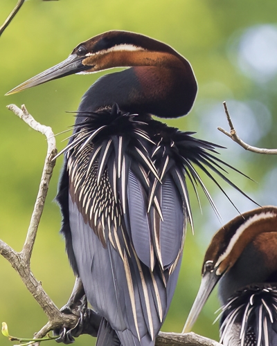3-Day Birding Trip in Lake Mburo National Park
