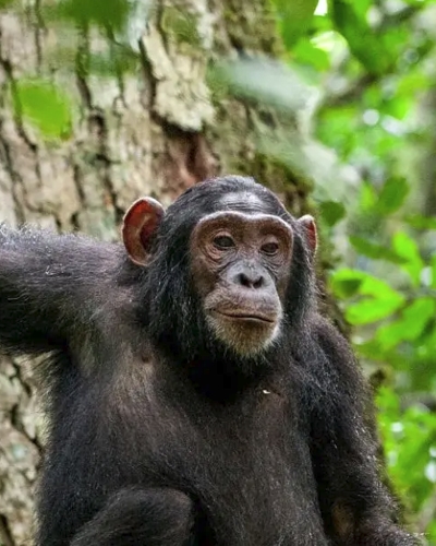 3-Day Kibale Forest Safari Experience