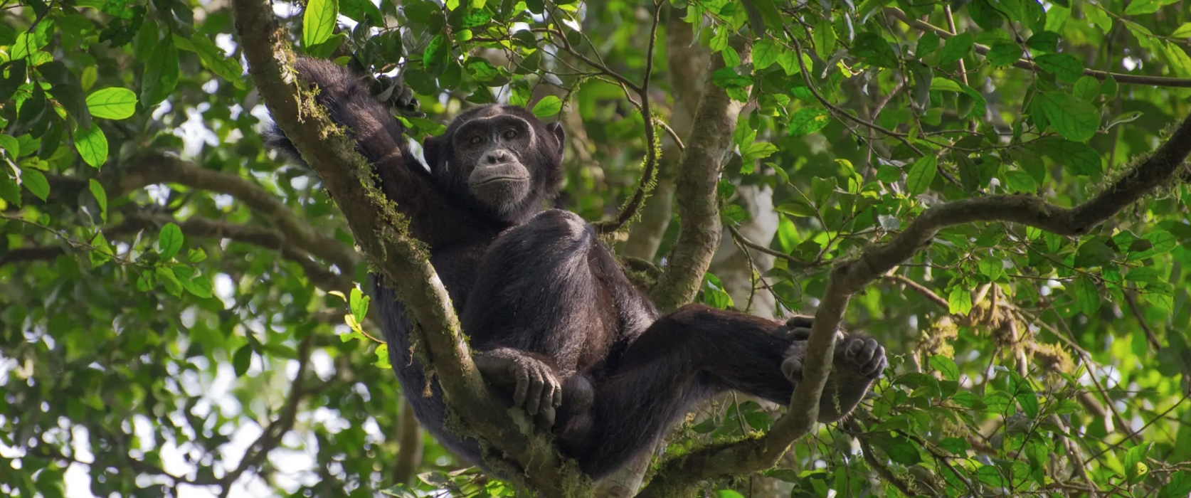 3-Day Kibale Forest Safari Experience