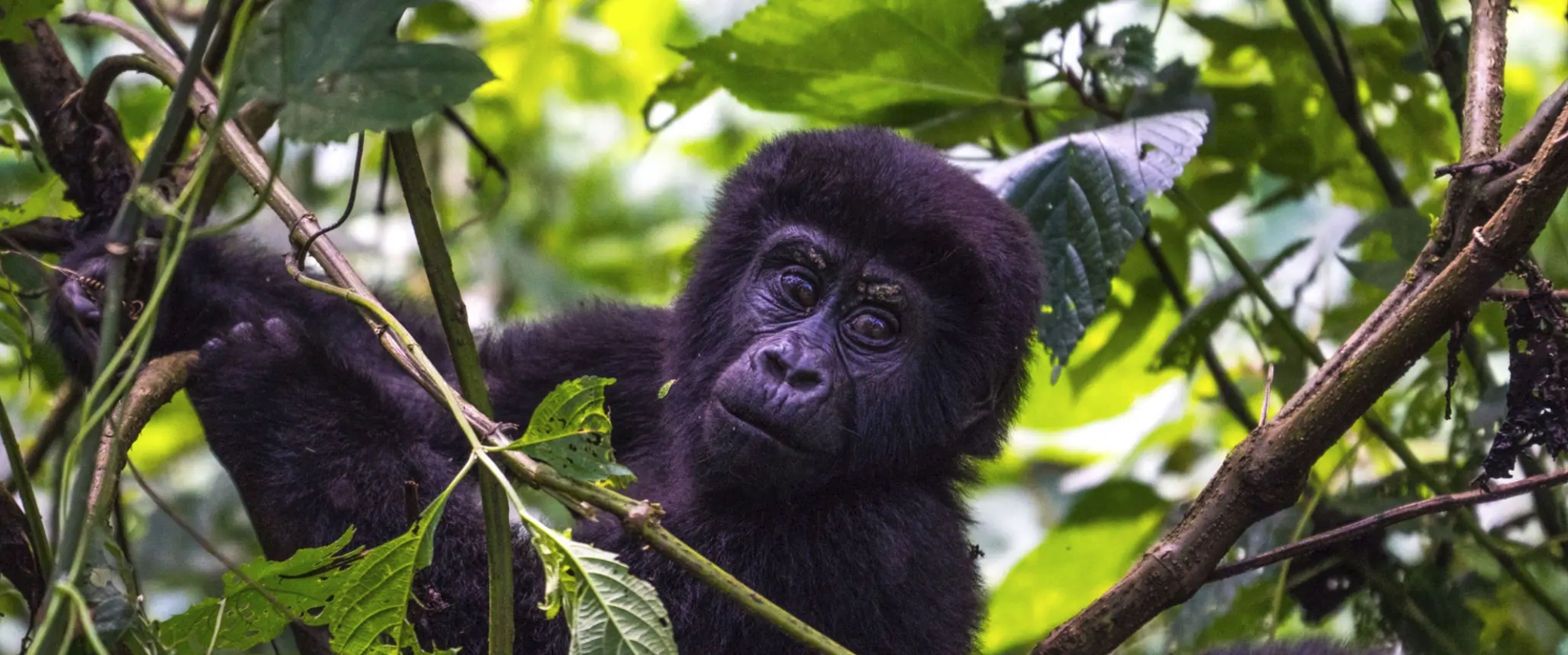 3 Day Rwanda Gorilla Trekking and Cultural Adventure