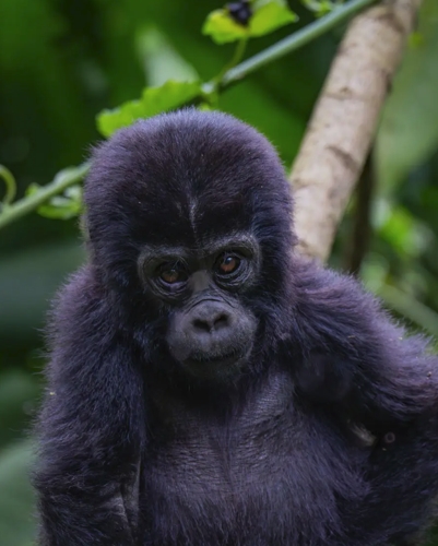 3 Day Rwanda Gorilla Trekking and Cultural Adventure
